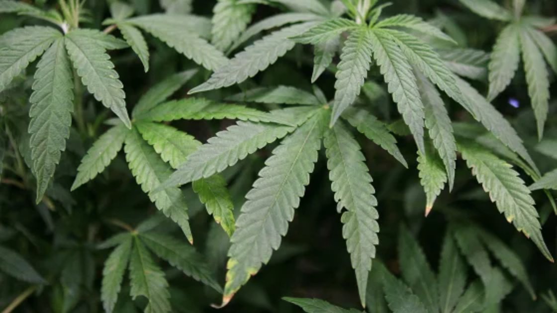 Cannabis leaves represent unique risks of cannabis for teen boys, including high THC exposure and mental health effects.